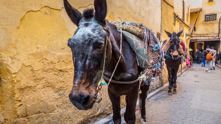 burro fez